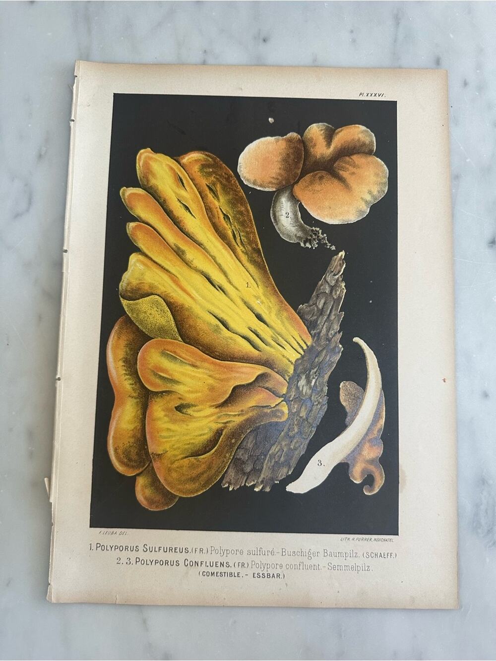 1890 Fritz Leuba Natural History Mushroom Lithograph